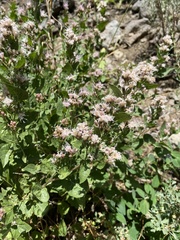 Ageratina occidentalis