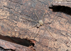 Opiliones