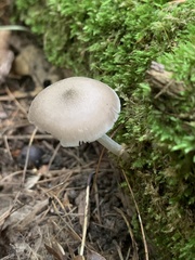 Pluteus americanus