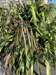 Phormium
