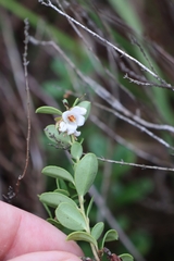 Vaccinium × intermedium