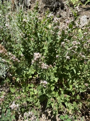 Ageratina occidentalis