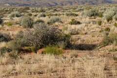 Euphorbia gregaria
