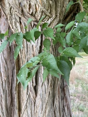Maclura pomifera