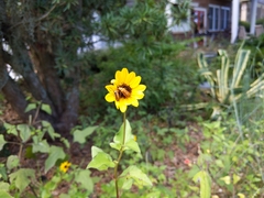 Nemognatha punctulata