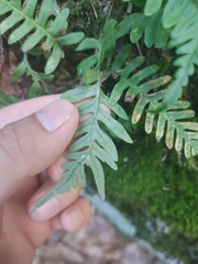 Polypodium