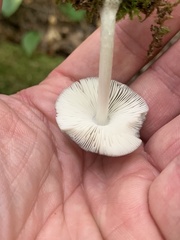Pluteus americanus