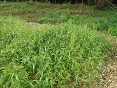 Urochloa ramosa