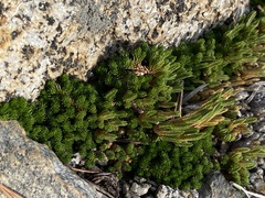 Selaginella watsonii