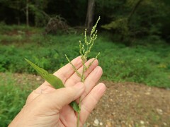 Urochloa ramosa