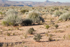 Euphorbia gregaria