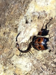 Diaperis maculata