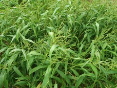 Urochloa ramosa