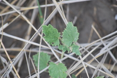 Malvella leprosa