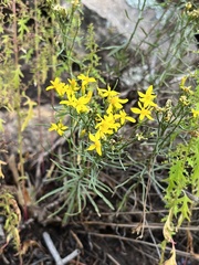 Senecio spartioides