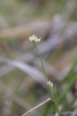 Rhynchospora alba