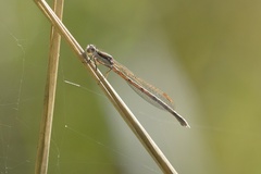 Sympecma fusca