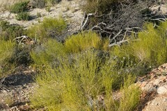 Monechma spartioides