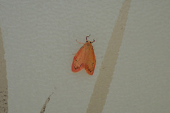 Miltochrista miniata