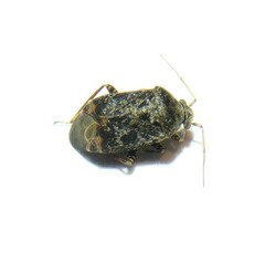 Charagochilus gyllenhalii