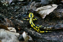 Salamandra salamandra