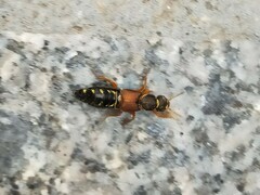 Staphylinus dimidiaticornis