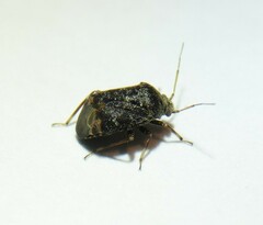 Charagochilus gyllenhalii