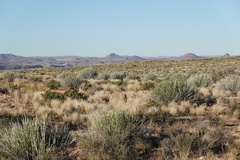 Euphorbia gregaria