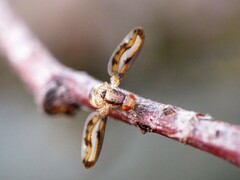 Toxonevra muliebris