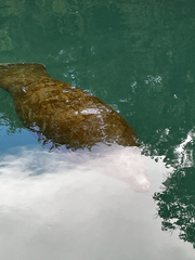 Trichechus manatus latirostris