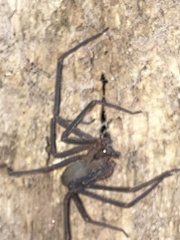 Loxosceles reclusa