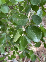 Vaccinium arboreum