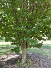 Fagus sylvatica