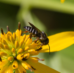 Coelioxys octodentatus