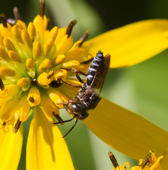 Coelioxys octodentatus