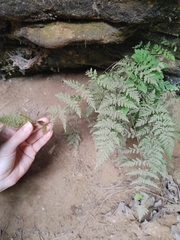 Cystopteris fragilis