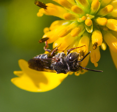 Coelioxys octodentatus