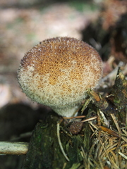 Lycoperdon molle