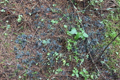 Peltigera polydactylon