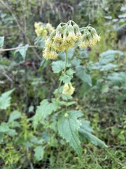 Brickellia grandiflora