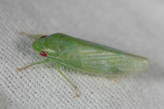 Gyponana