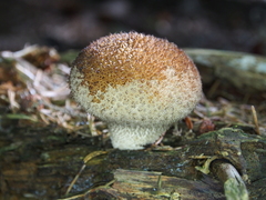 Lycoperdon molle