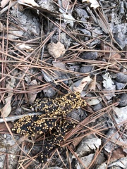 Vulpes vulpes ichnusae