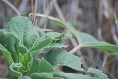 Campylacantha olivacea