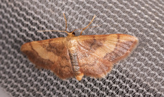 Idaea demissaria