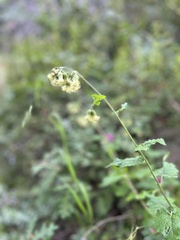 Brickellia grandiflora