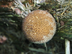 Lycoperdon molle