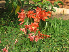 Hippeastrum