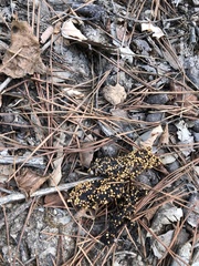 Vulpes vulpes ichnusae