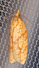 Sparganothis sulfureana